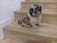 Shih Tzu nestje 