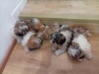 Shih Tzu nestje 