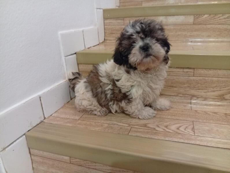 Shih Tzu nestje 
