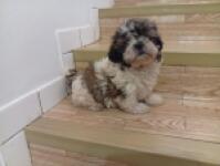 Shih Tzu nestje 