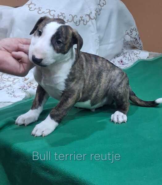 Bull terrier nestje 