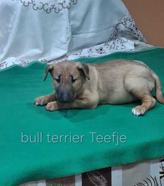 Bull terrier nestje 