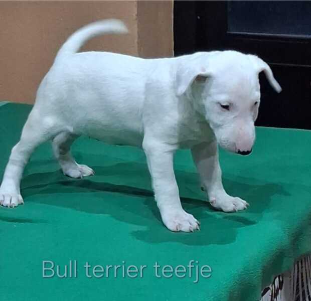 Bull terrier nestje 