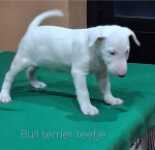 Bull terrier nestje 