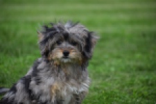 Maltipoo (teef) 68582