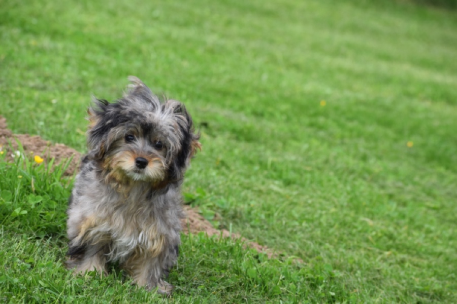 Maltipoo (teef) 68582