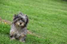 Maltipoo (teef) 68582
