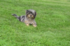 Maltipoo (teef) 68582