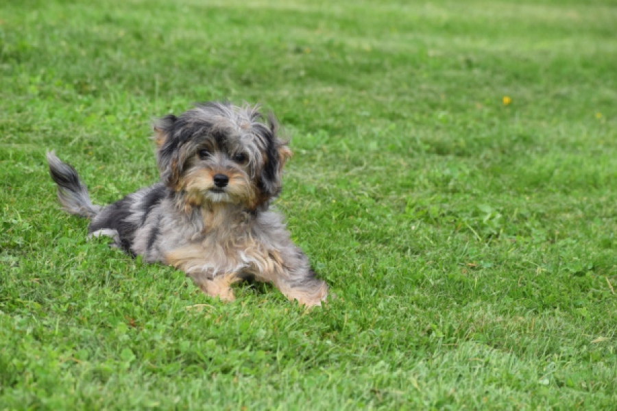 Maltipoo (teef) 68582
