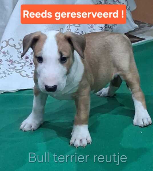 Bull terrier nestje 