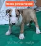 Bull terrier nestje 