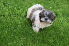 Shih Tzu (teef) 06022