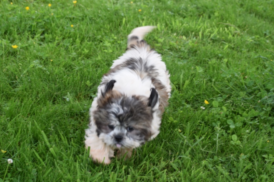 Shih Tzu (teef) 06022