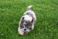 Shih Tzu (teef) 06022