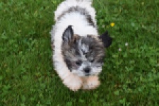 Shih Tzu (teef) 06022