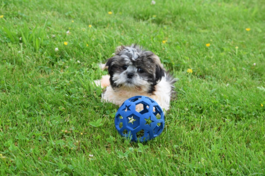 Shih Tzu (teef) 06022