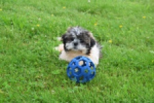 Shih Tzu (teef) 06022
