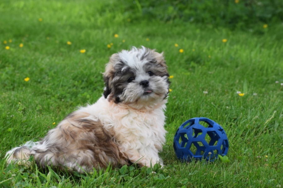 Shih Tzu (reu) 06089