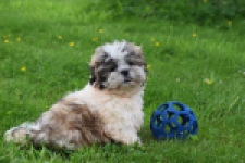 Shih Tzu (reu) 06089
