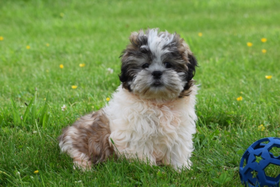 Shih Tzu (reu) 06089