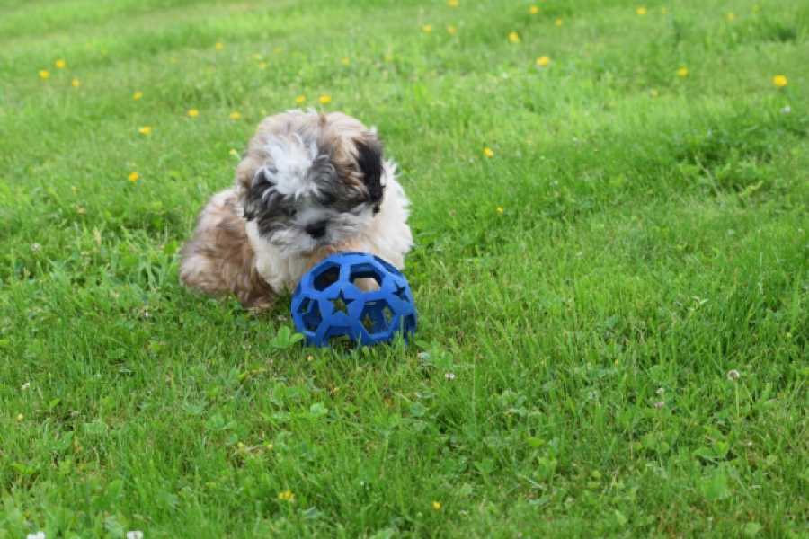 Shih Tzu (reu) 06089