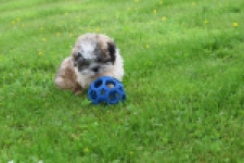 Shih Tzu (reu) 06089