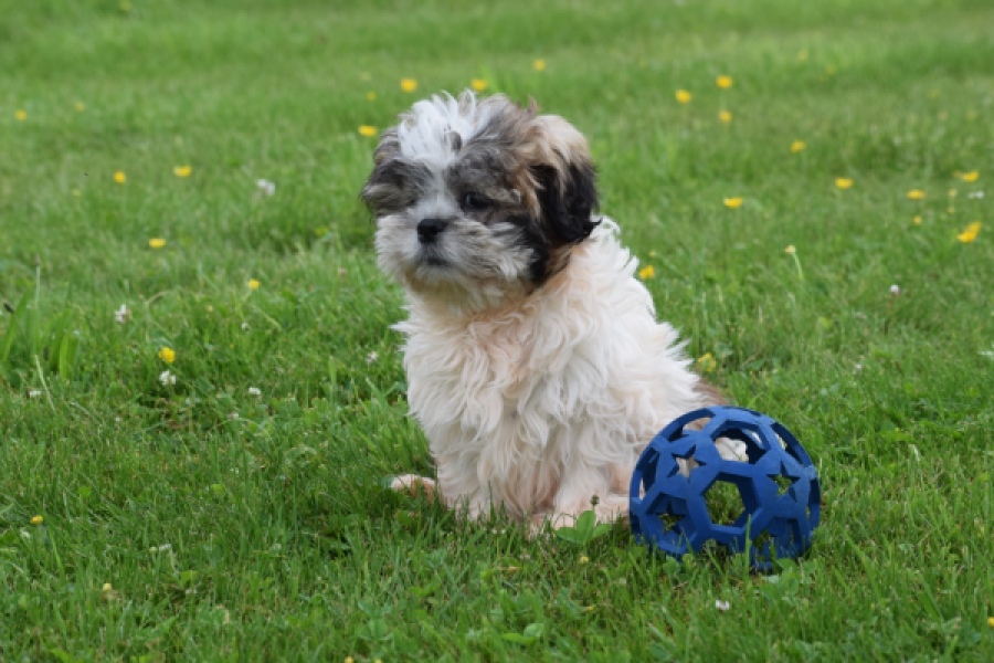 Shih Tzu (reu) 06089