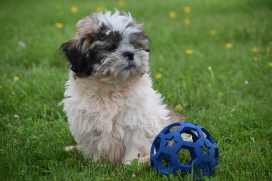 Shih Tzu (reu) 06089
