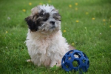 Shih Tzu (reu) 06089