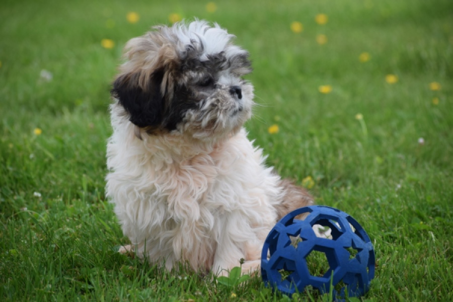 Shih Tzu (reu) 06089