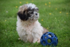 Shih Tzu (reu) 06089
