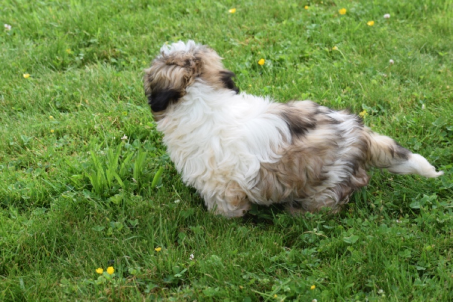 Shih Tzu (reu) 06089