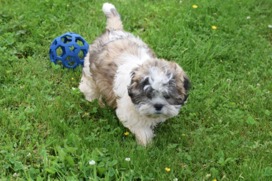Shih Tzu (reu) 06089