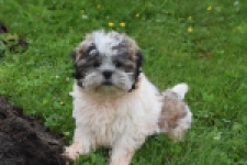 Shih Tzu (reu) 06089