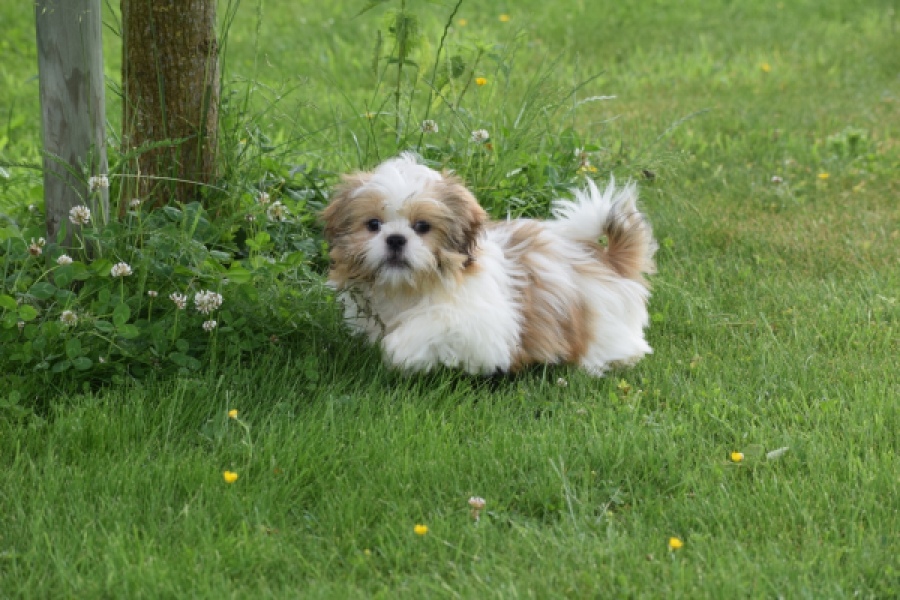 Shih Tzu (reu) 29243