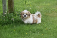Shih Tzu (reu) 29243