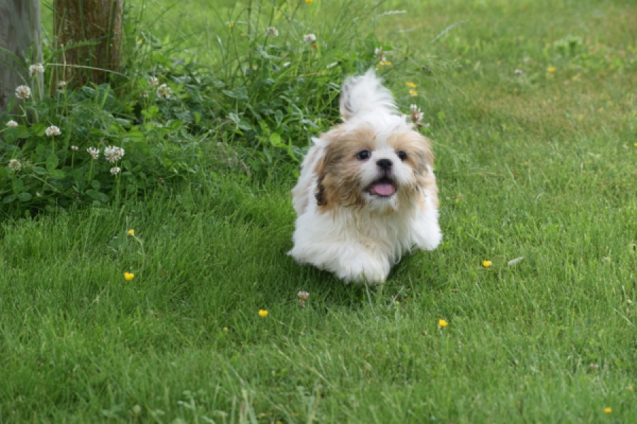 Shih Tzu (reu) 29243