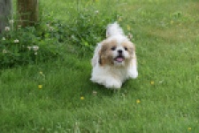 Shih Tzu (reu) 29243