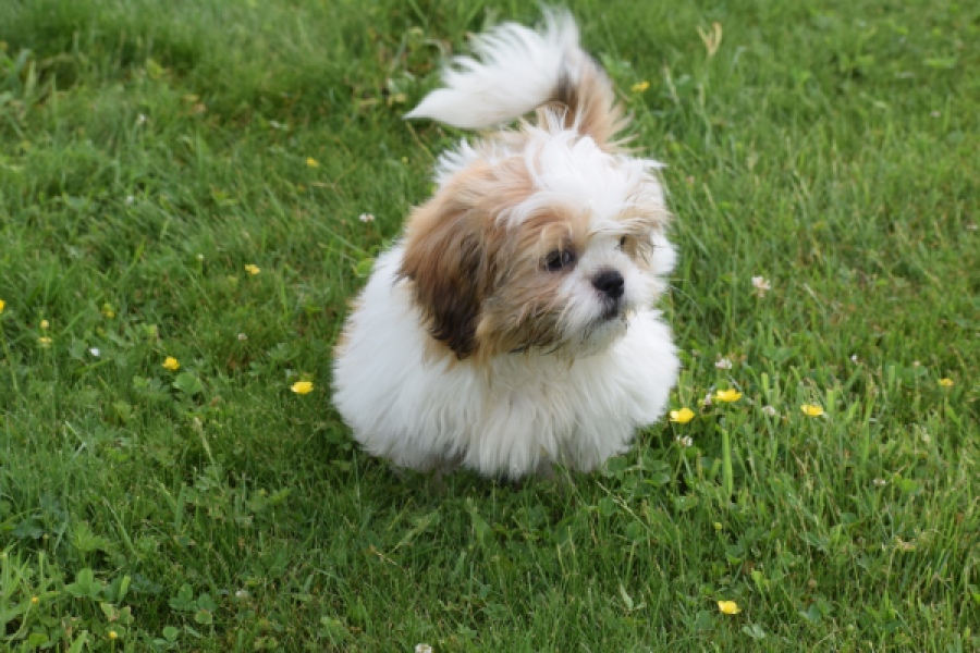 Shih Tzu (reu) 29243