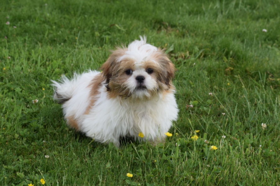 Shih Tzu (reu) 29243