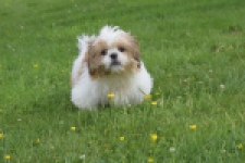 Shih Tzu (reu) 29243