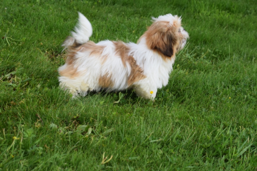 Shih Tzu (reu) 29243