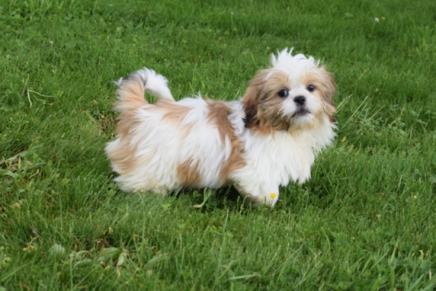 Shih Tzu (reu) 29243
