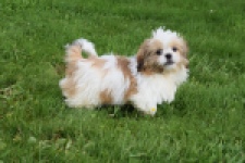 Shih Tzu (reu) 29243