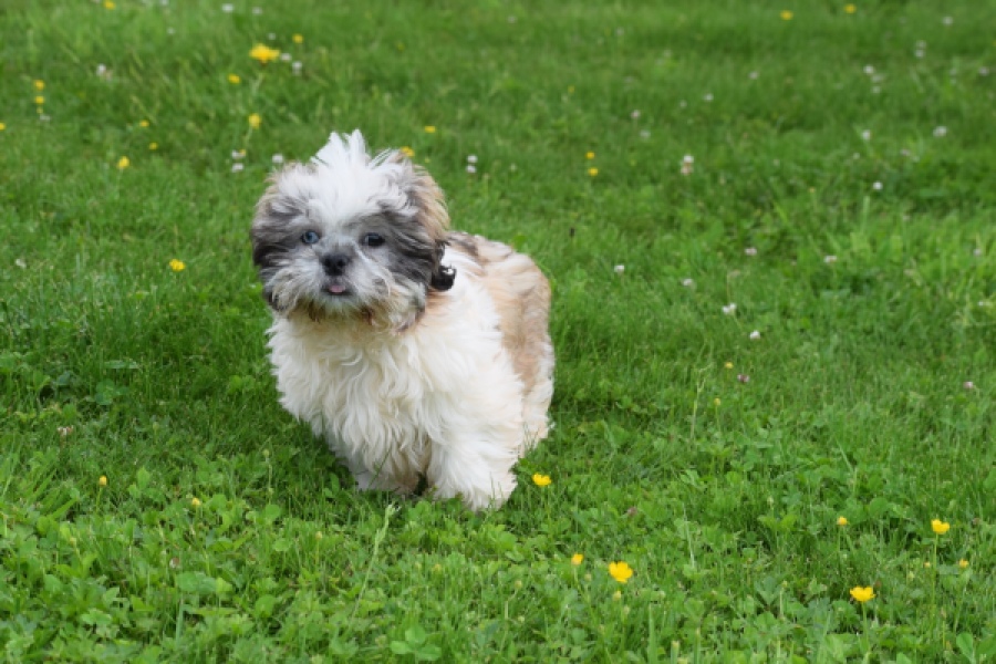 Shih Tzu (teef) 06092