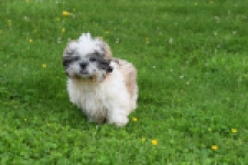 Shih Tzu (teef) 06092