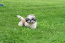 Shih Tzu (teef) 06092
