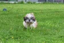 Shih Tzu (teef) 06092