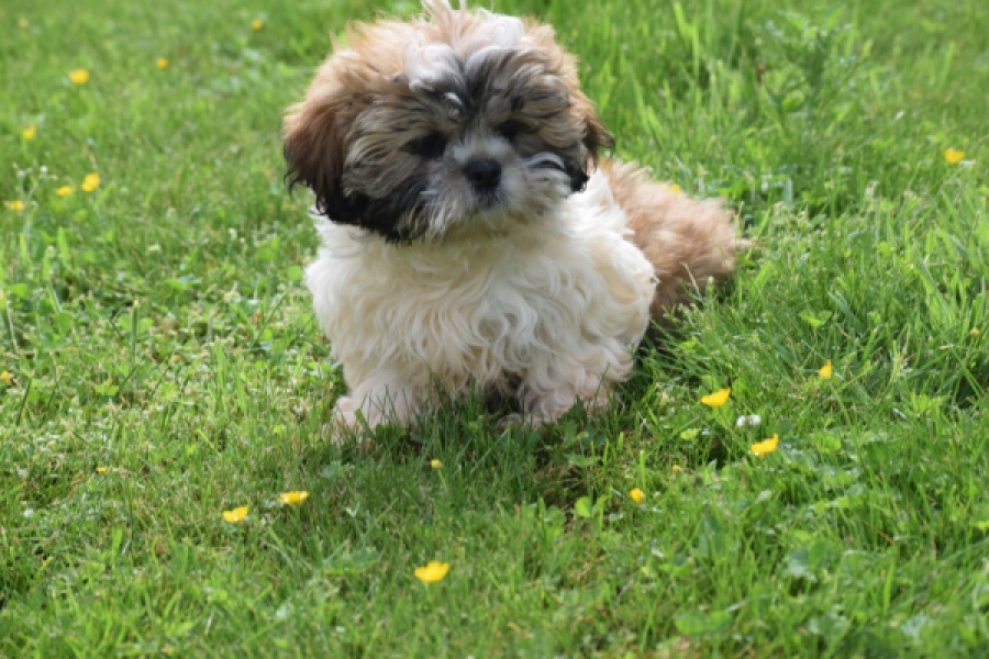 Shih Tzu (reu) 06026