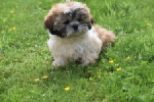 Shih Tzu (reu) 06026